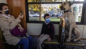 The Journeys of Boji, Istanbul’s Roaming Dog-1